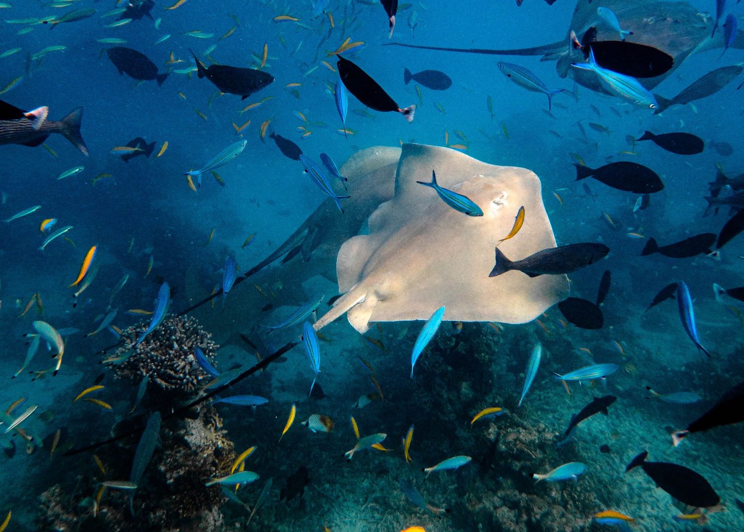 Coral garden snorkeling
