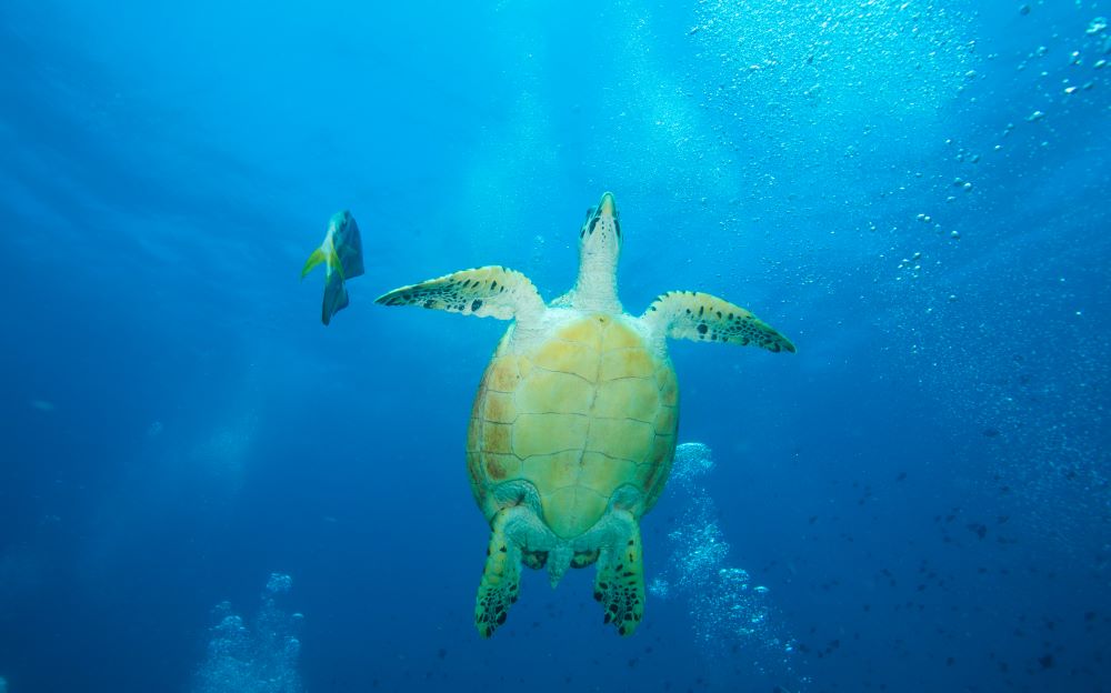 Turtle snorkeling