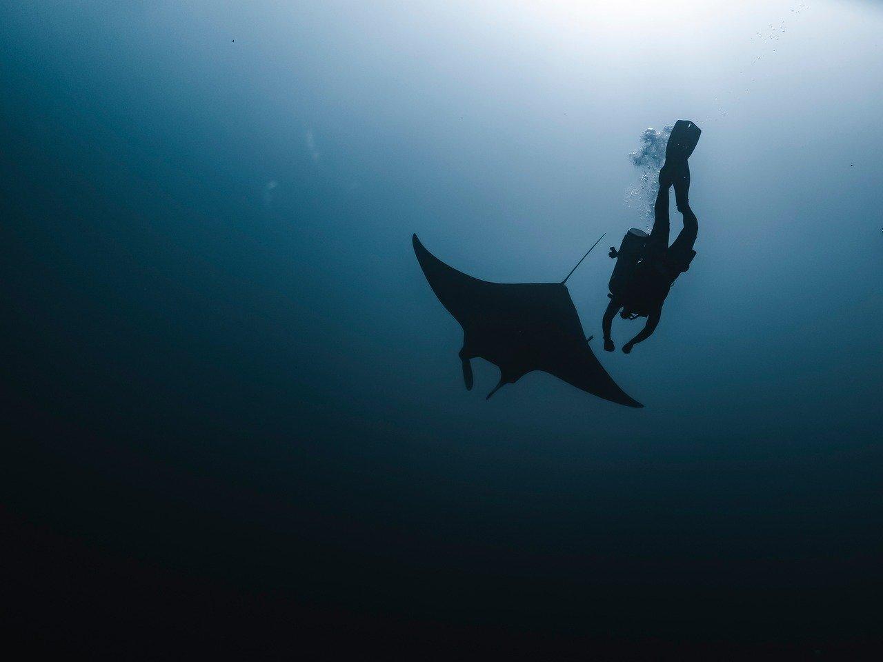 Manta ray snorkeling adventure