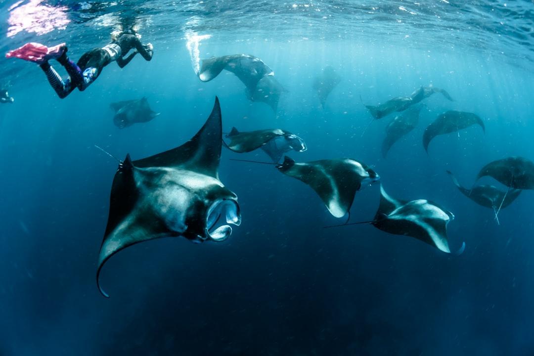 Graceful manta rays underwater