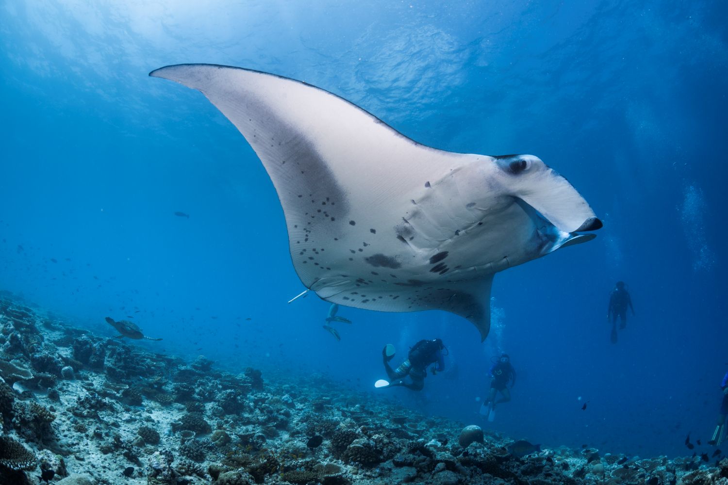 Manta Ray Snorkeling