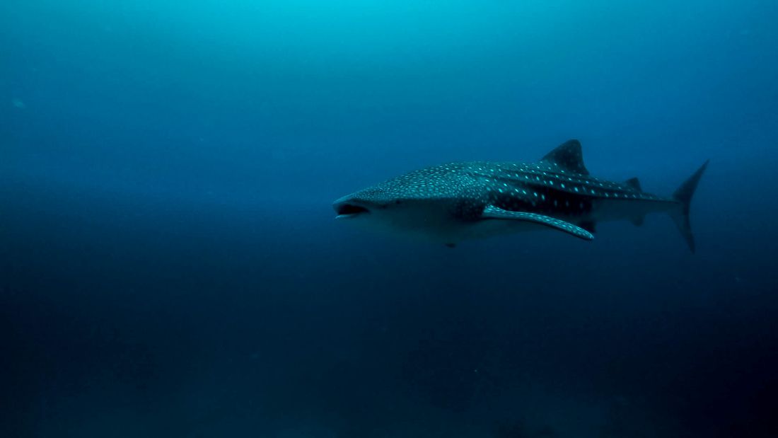 Whale Shark Snorkeling